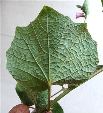  Leaf (Abaxial view)